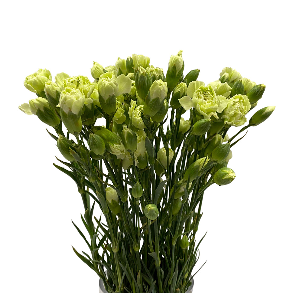 Carnation Spray - China