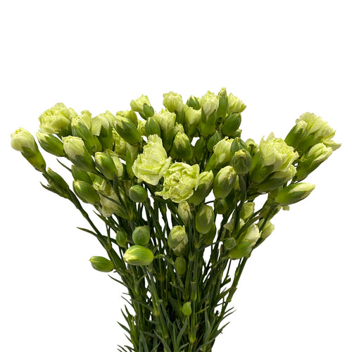 Carnation Spray - China