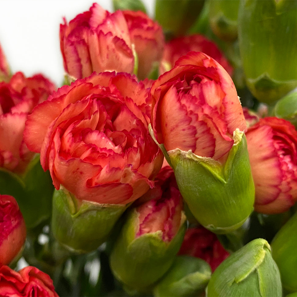 Carnation Spray - China