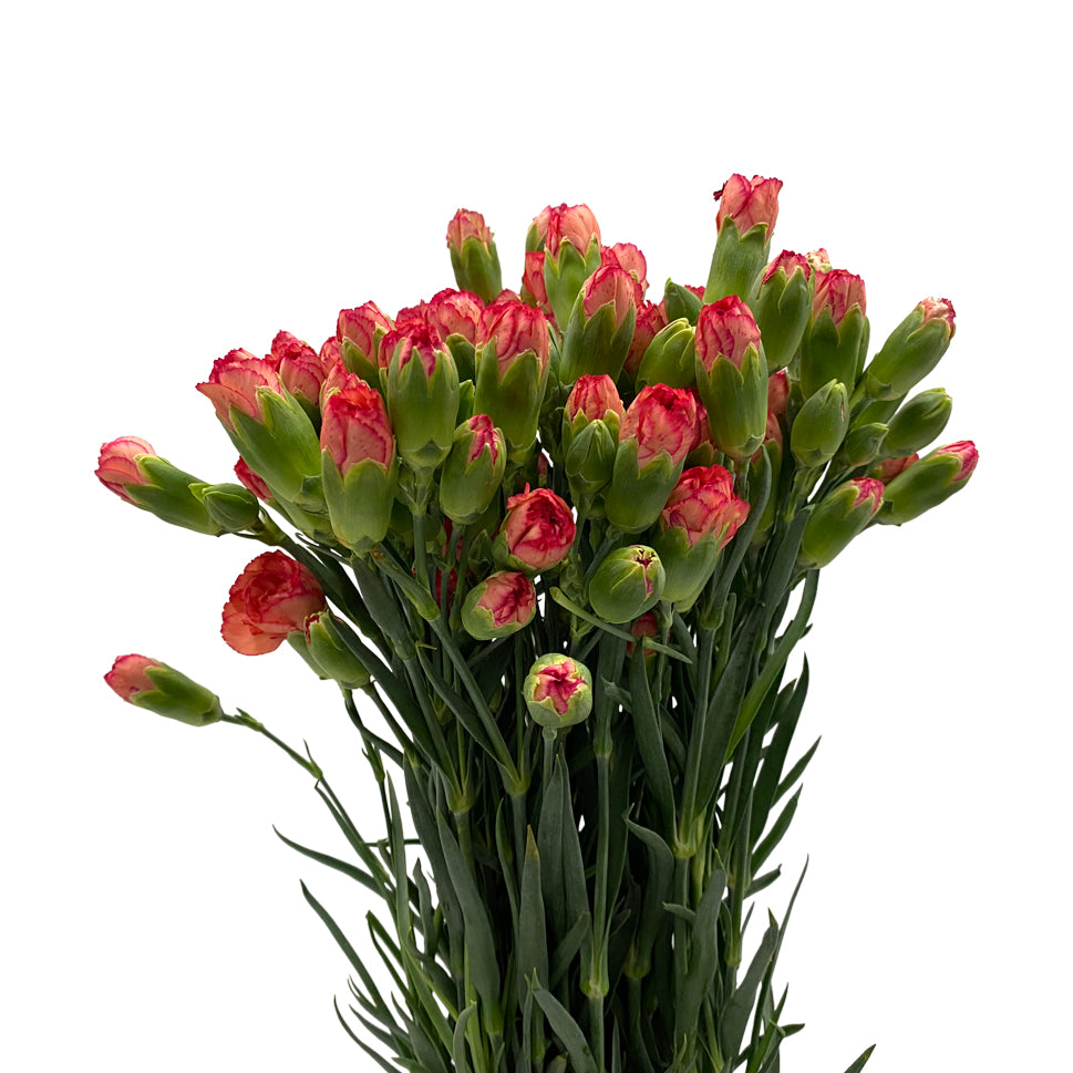 Carnation Spray - China