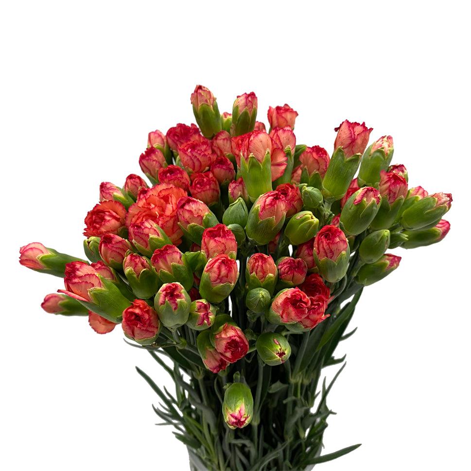Carnation Spray - China