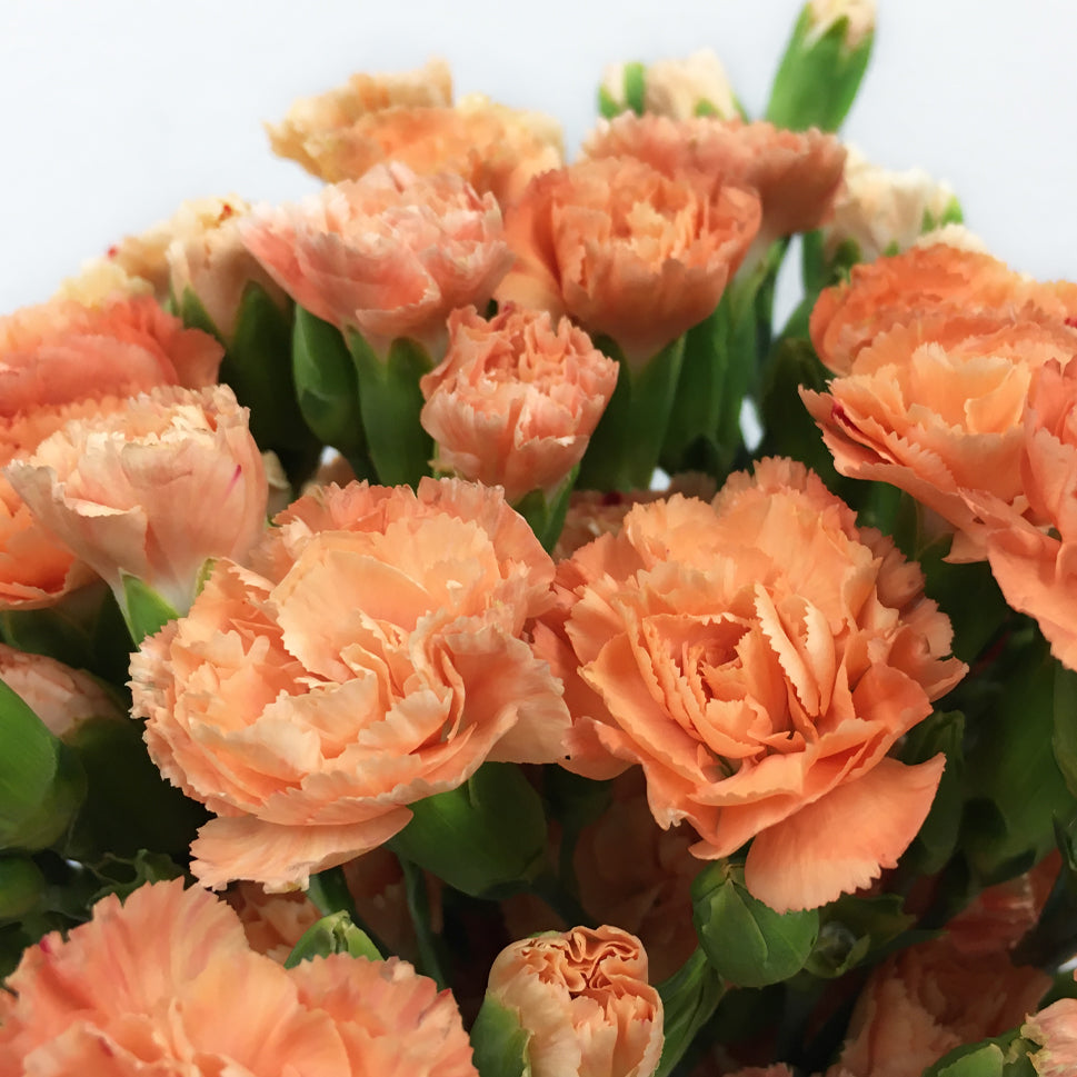 Carnation Spray - China
