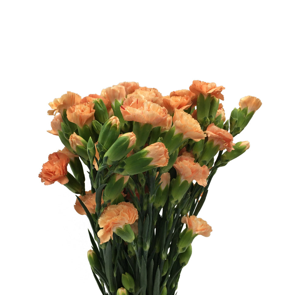 Carnation Spray - China