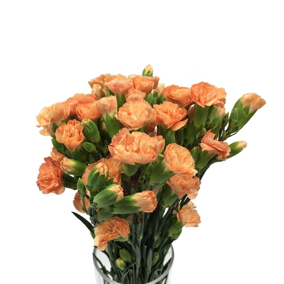 Carnation Spray - China