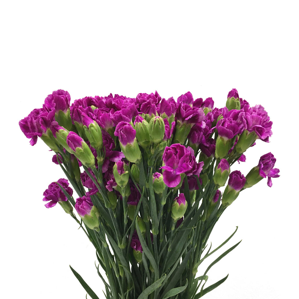 Carnation Spray - China