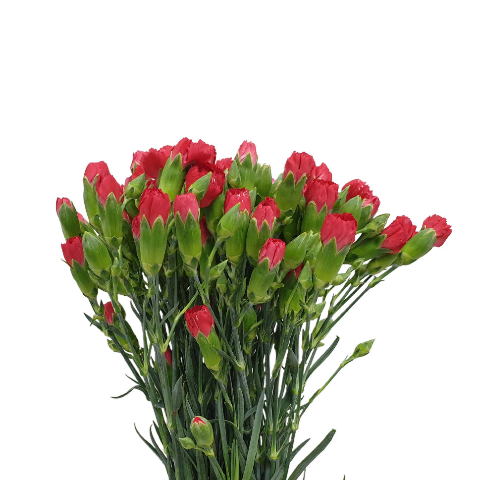 Carnation Spray - China