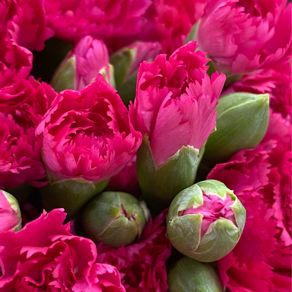 Carnation Spray - China