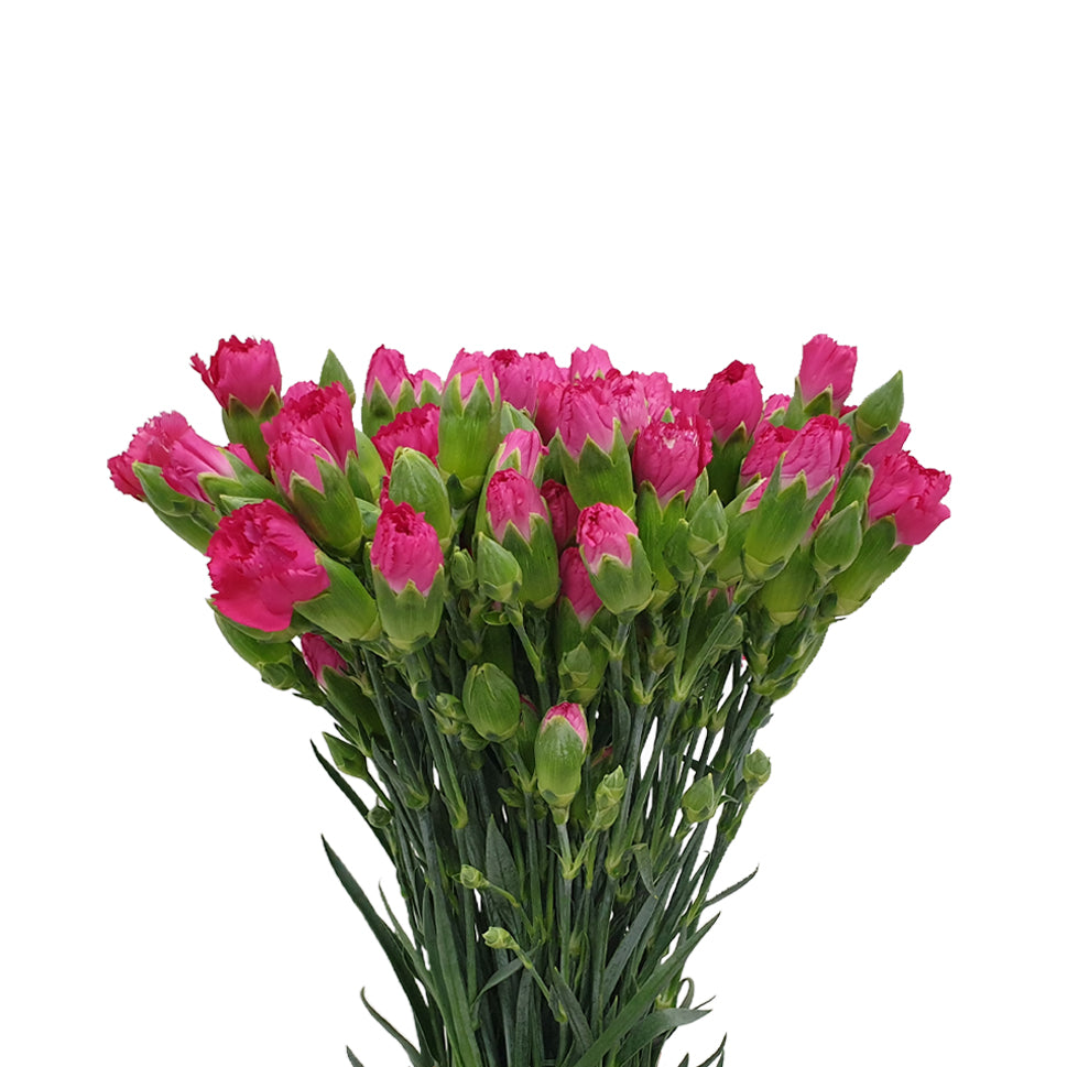 Carnation Spray - China