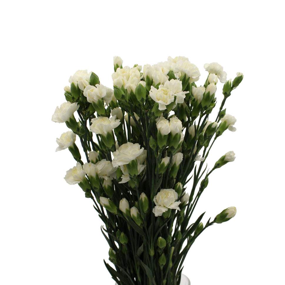 Carnation Spray - China