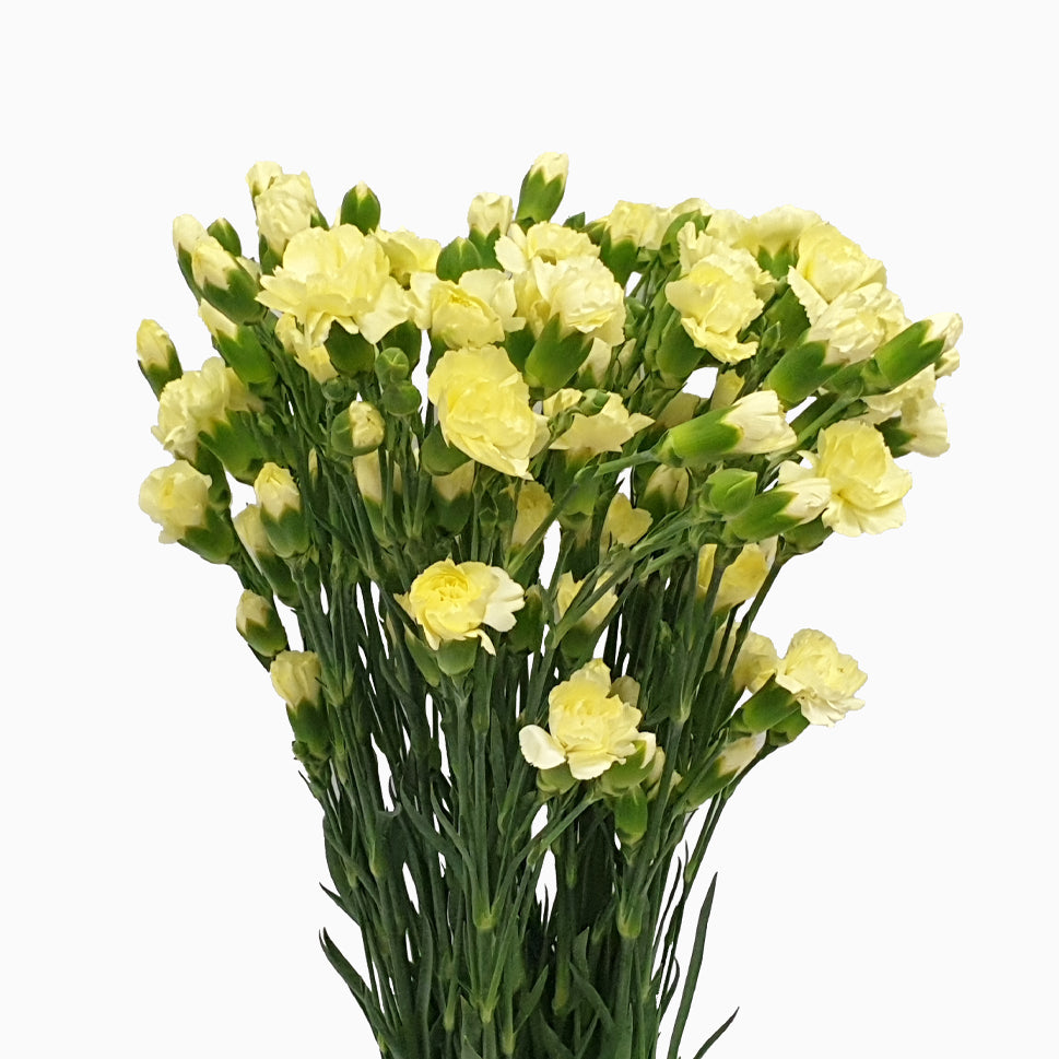 Carnation Spray - China