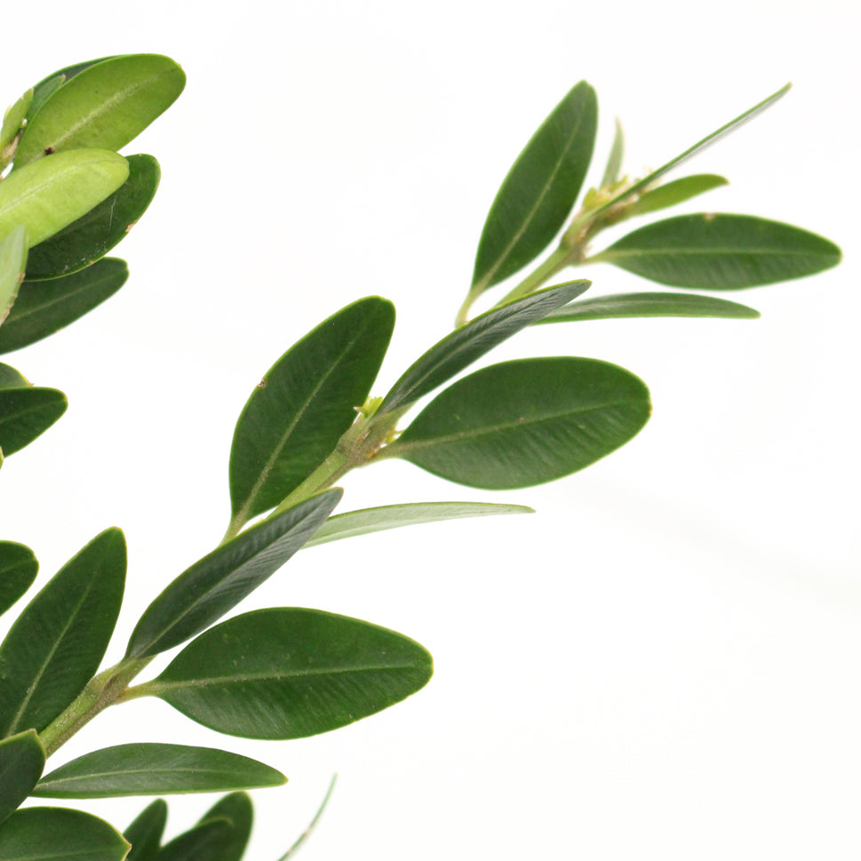 Buxus - Italy