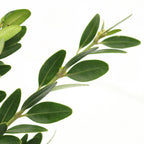 Buxus - Italy
