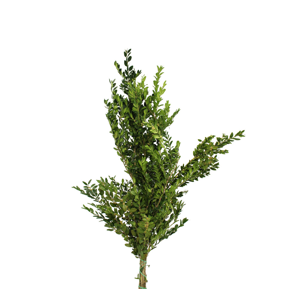 Buxus - Italy