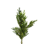 Buxus - Italy
