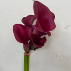Calla - Taiwan