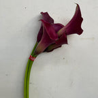 Calla - Taiwan