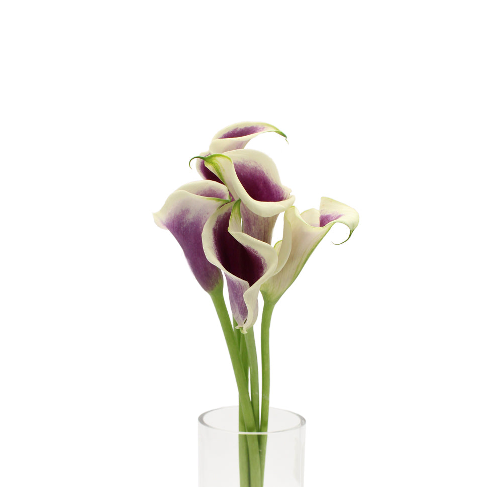 Calla - Holland