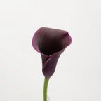 Calla - Holland
