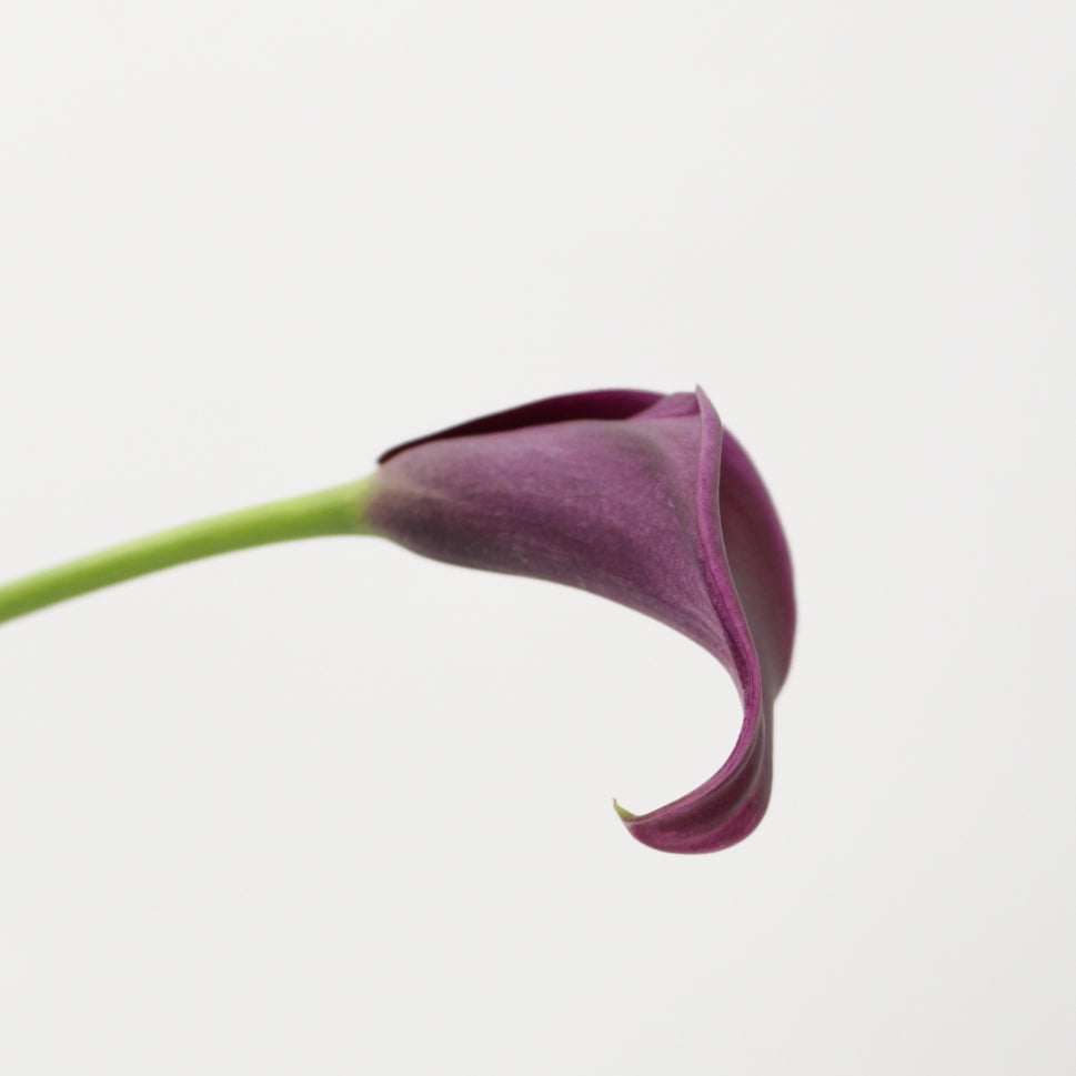 Calla - Holland