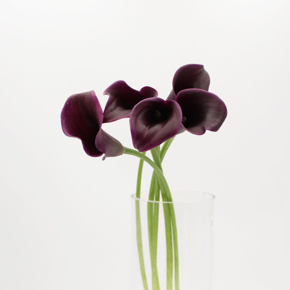 Calla - Holland