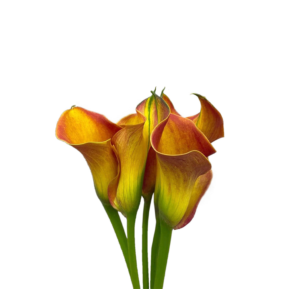 Calla - Holland
