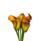 Calla - Holland
