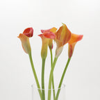 Calla - Holland