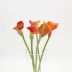 Calla - Holland