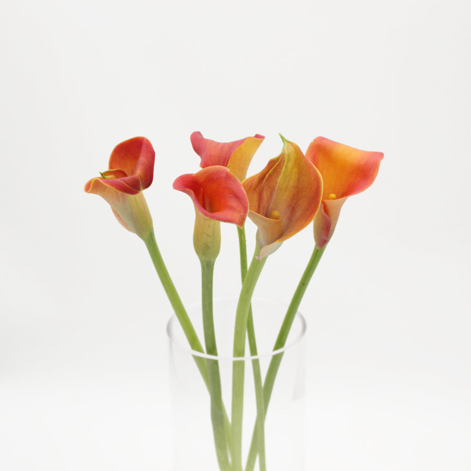Calla - Holland