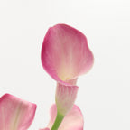 Calla - Holland