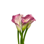 Calla - Holland