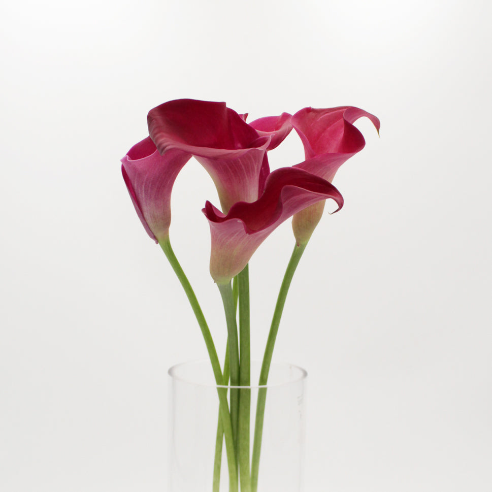 Calla - Holland