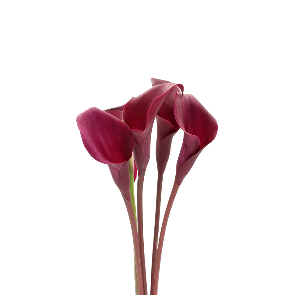 Calla - Holland