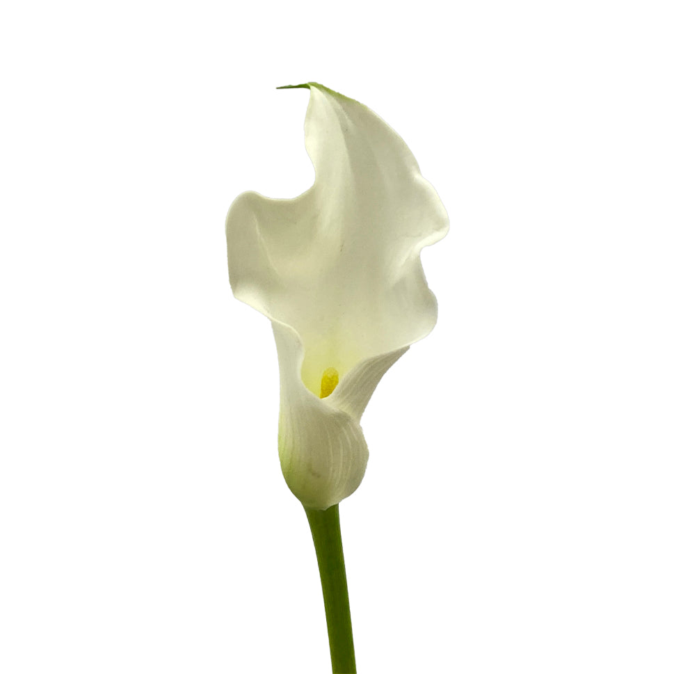 Calla - Holland