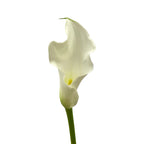 Calla - Holland