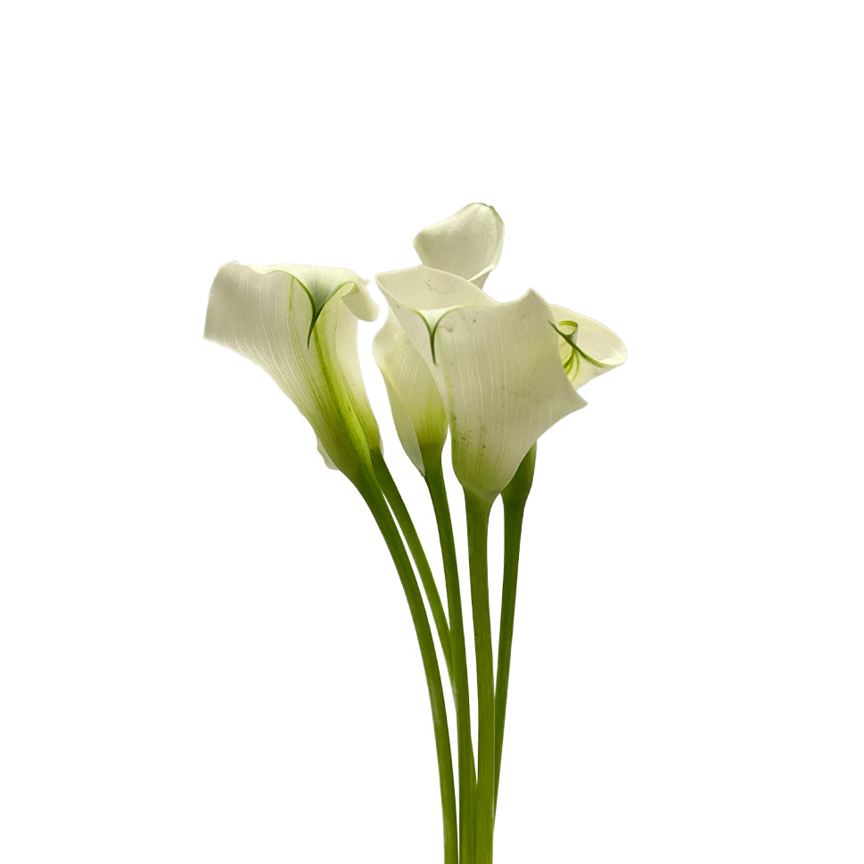 Calla - Holland