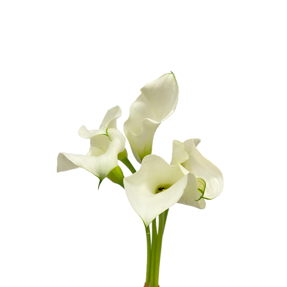 Calla - Holland