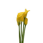Calla - Holland