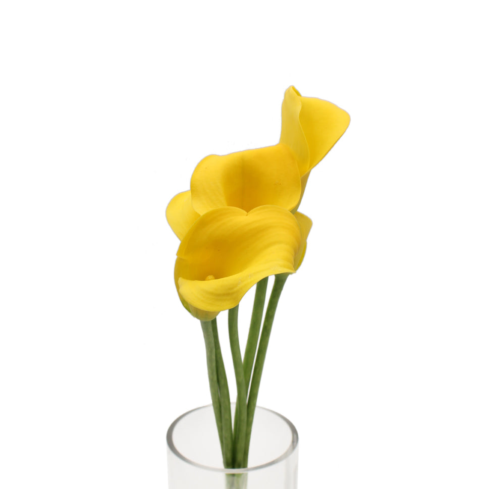 Calla - Holland
