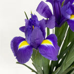 Iris - Holland