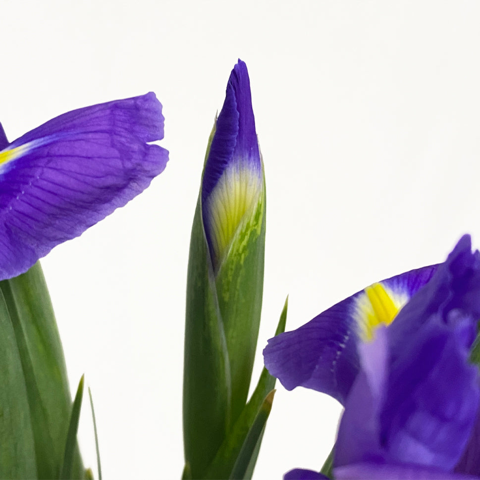 Iris - Holland