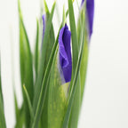 Iris - Holland