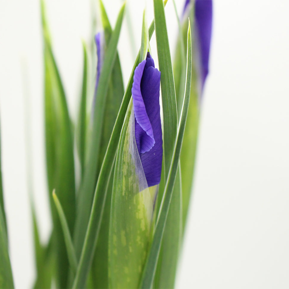 Iris - Holland