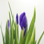 Iris - Holland