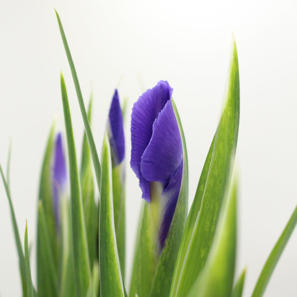 Iris - Holland