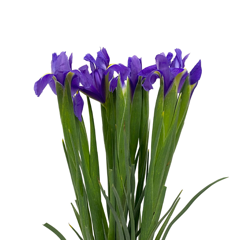 Iris - Holland