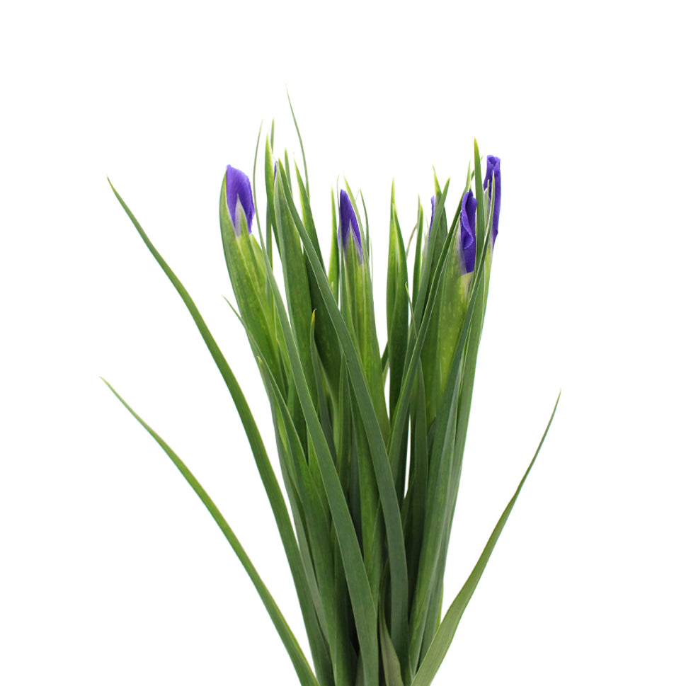 Iris - Holland