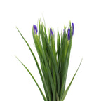 Iris - Holland