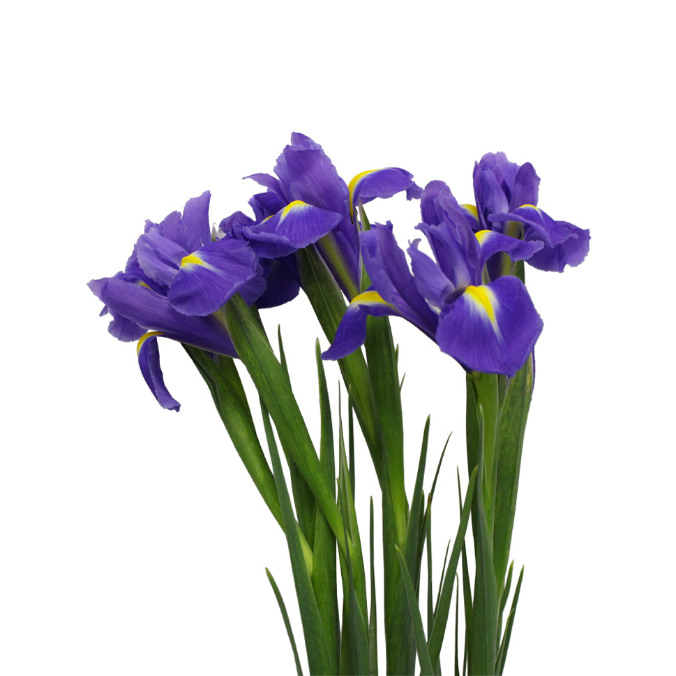 Iris - Holland
