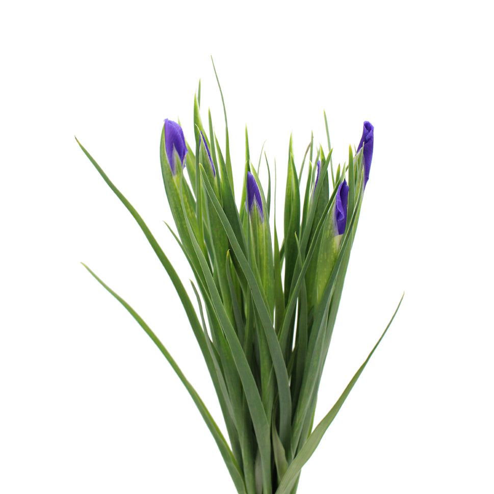 Iris - Holland
